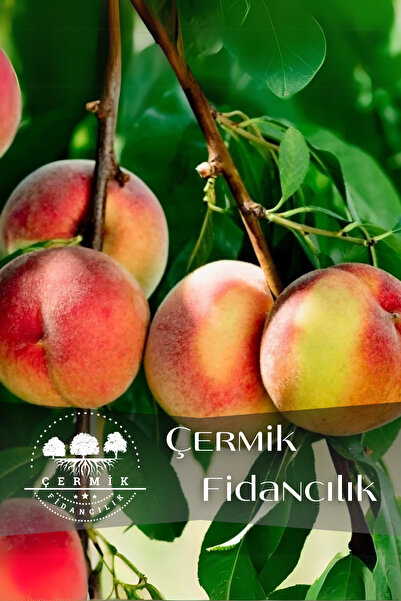 ÇERMİK FİDANCILIK TÜPLÜ Yarma Şeftali Fidanı 3 Yaş