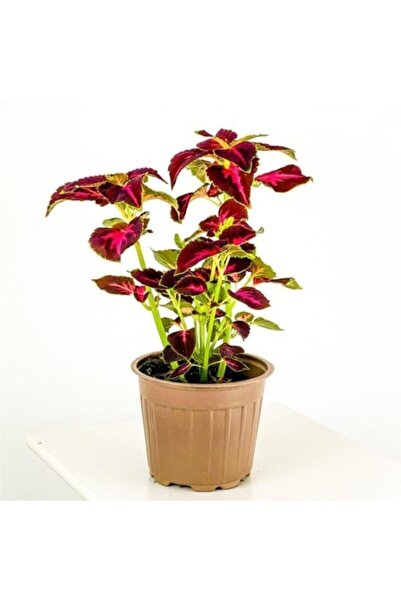 Gardenbox Kampanyalı Yaprağı Güzel Yaprak Güzeli Kolyos Çingene Şalvarı Ikili...