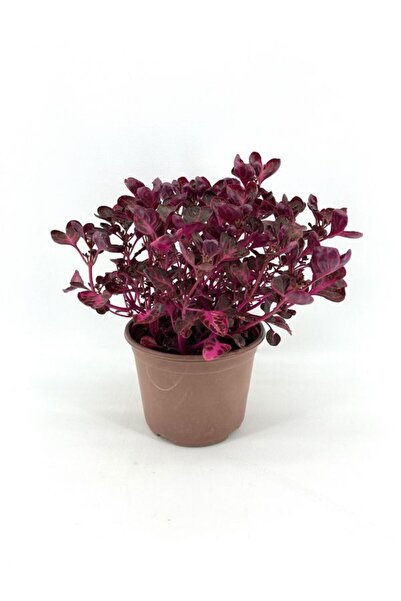 Nura Botanik Sevgililer Gününe Özel İresine Herbtis-Çingene Şalvarı Çiçeği