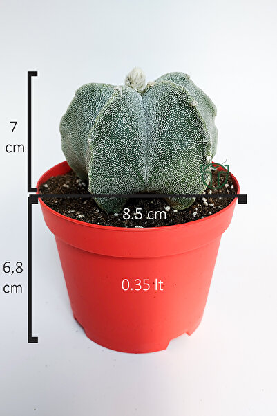 Toptan Kaktüs Yıldız kaktüs Astrophytum Myriostigma 5 dilim beyaz özel tür
