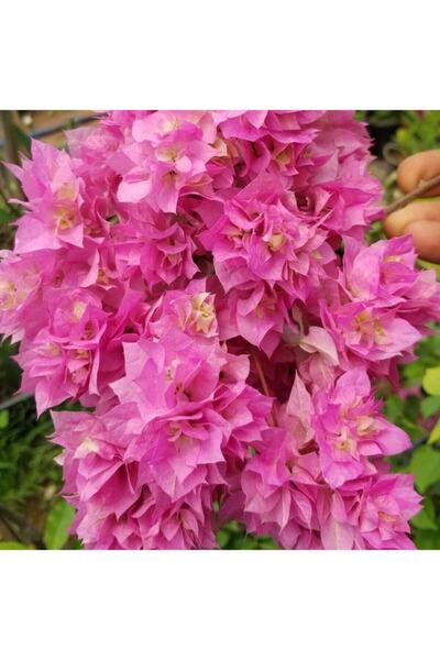 Nura Botanik Begonvil Gelin Duvağı Fidanı, Saksıda Bougainvillea Bahçe Balkon...