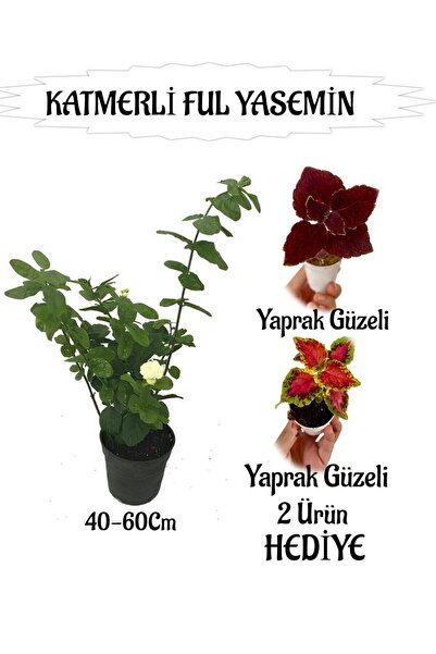 Nura Botanik Mis Kokulu Katmerli Ful Yasemin 1 ADET+Yaprak Güzeli-Kurdele Çiç...