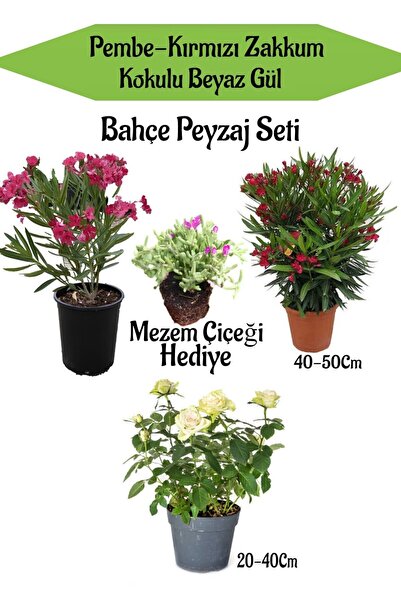 Nura Botanik Peyzaj Seti 1 Adet Pembe 1 Adet Kırmızı Zakkum+1 Adet Beyaz Gül+...