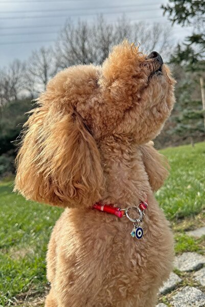 JesPawty Jesspecial Kırmızı İp Halat Kedi Köpek Kolyesi Charm Uçlu Gümüş Rengi