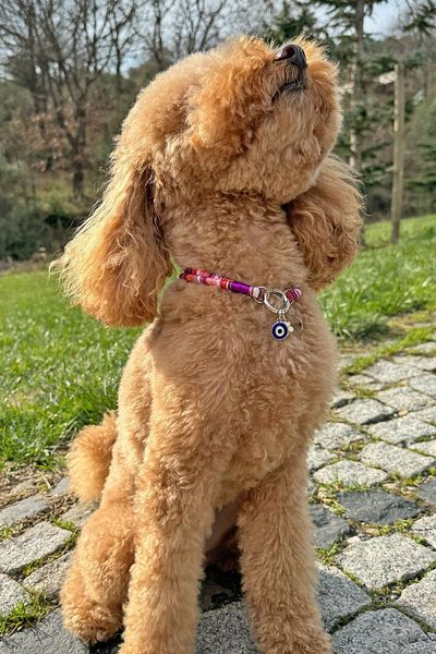 JesPawty Jesspecial Purple Rope Rope Cat Dog Necklace with Charm Pendant Silver Color