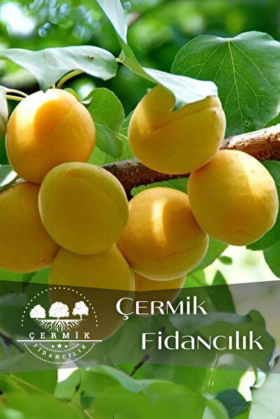 ÇERMİK FİDANCILIK TÜPLÜ Iğdır Şalak Kayısı Fidanı