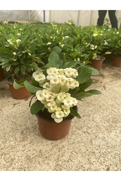 Nura Botanik Videolu Milli Dikenler Tacı Beyaz Çiçekli (15 45 Cm) Saksılı Kaktüs Euphorbia