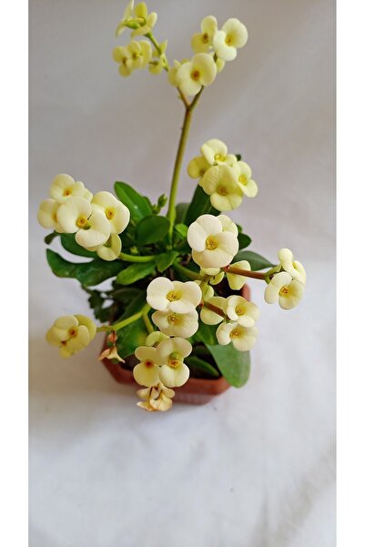 Nura Botanik Videolu Sarı Renk Milli Dikenler Tacı (15 45 Cm) Saksılı Kaktüs ...