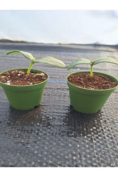 Nura Botanik Hibrit 2 Adet Kornişon Salatalık Fidesi (5-10 CM) ( Tohum Değild...