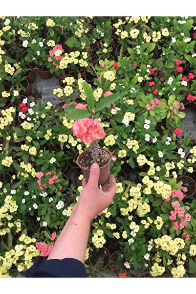 Nura Botanik Videolu Dikenler Tacı Çiçekli Ithal Tayland Milli (20 40 Cm) sak...