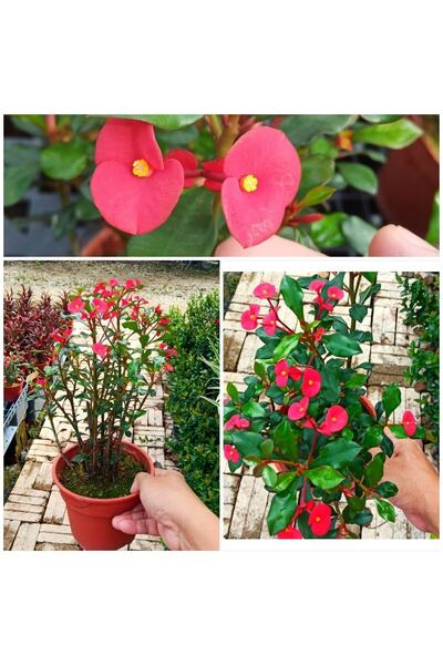 Nura Botanik Videolu Dikensiz Dikenler Tacı Özel Tür Büyük Boy (35 60 Cm) Sak...