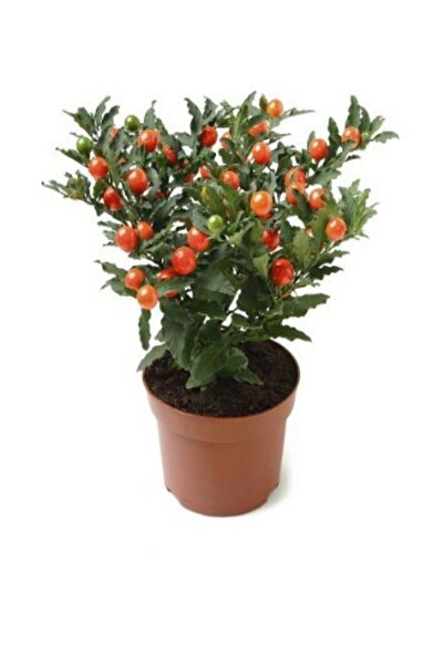 serada decor & plant Cherry Saksılık Domates Tohumu 10 Adet Tohum
