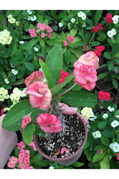 Nura Botanik Videolu Dikenler Tacı Çiçekli Ithal Tayland Milli (30 40 Cm) Sak...