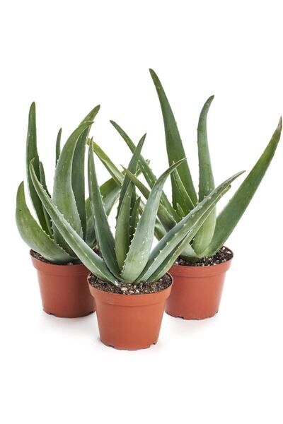 Nura Botanik Aloevera Fidanı 3 Adet Saksılı (BOY 25-30 CM)