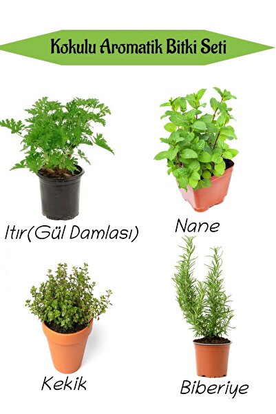 Nura Botanik Aromatik KOKULU Mutfak Seti Itır Çiçeği+Nane+Kekik+Biberiye Fide...