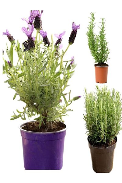 Nura Botanik Kokulu Aromatik Bitki Seti Lavanta-Biberiye-Kekik Saksılı 3ADET ...
