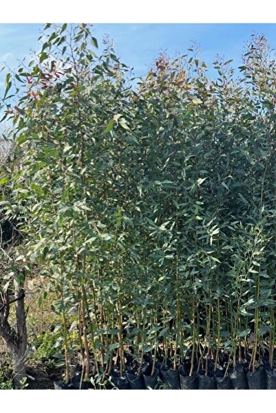 ASES 10 ADET, 3 YAŞ TÜPLÜ HIZLI BÜYÜYEN,BATAKLIK KURUTAN OKALİPTUS FİDANI BOY...