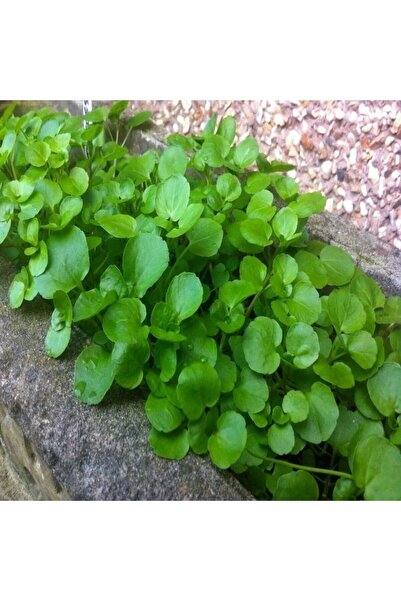 TacirDepo Doğal Su Teresi Tohumu (20 Tohum)