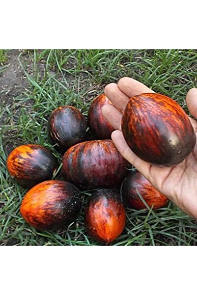 TacirDepo Siyah Kırmızı Gargamel Domates Tohumu (15 tohum)