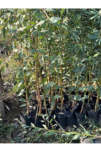 ASES 4 ADET ,3 YAŞ TÜPLÜ HIZLI BÜYÜYEN,BATAKLIK KURUTAN OKALİPTUS FİDANI BOY 200-250 CM