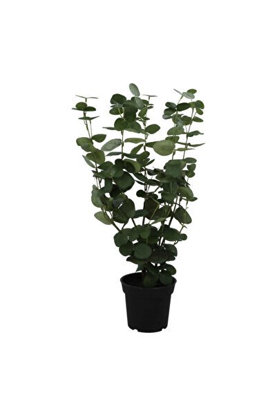 Dongli Artificial Golden Calf Plant with 258 Leaves