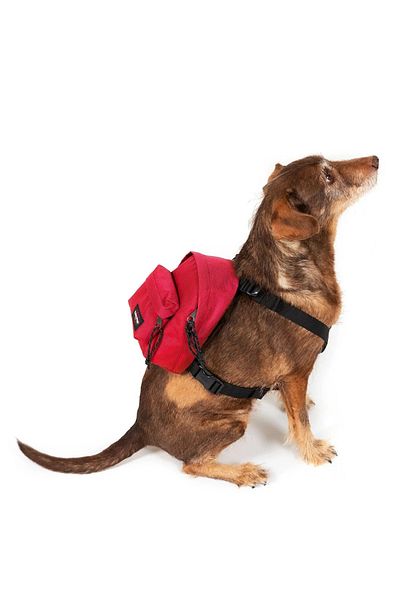 Eastpak Dog Pak'r Red Backpack