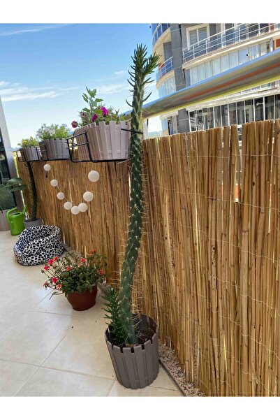 Hasır Dünyam 2 Metre X 2,5 Metre Kamış Hasır Bahçe Çiti Balkon Çiti Doğal Çit...