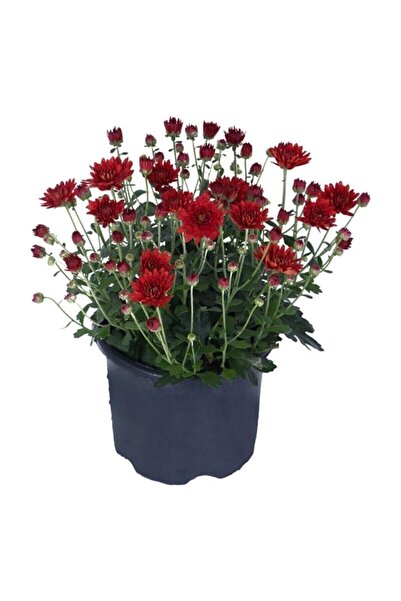 Mimoza Kırmızı Renk Kasımpatı Çiçeği 1 Adet Saksılı 15-30 cm