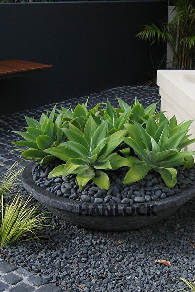 AHS Siyah Bazalt Taş 25 Kg 1-2 Cm Dolomit Dere Çakıl Bahçe Peyzaj Süs Taşı Sa...