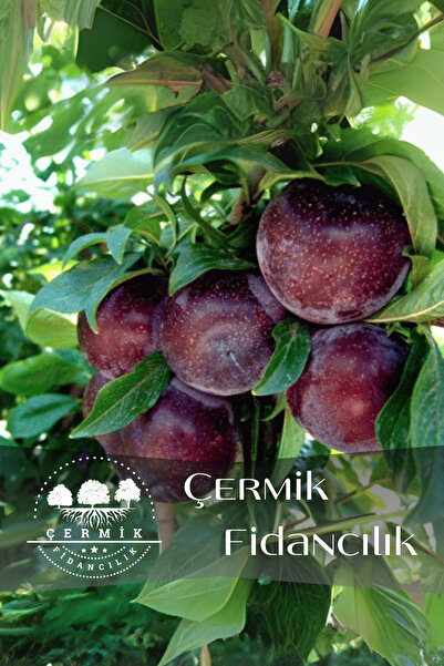 ÇERMİK FİDANCILIK TÜPLÜ Siyah Erik Fidanı