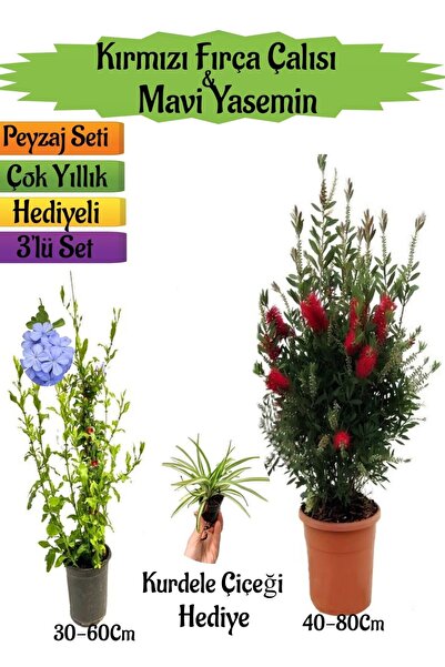 Nura Botanik Kırmızı Fırça Çalısı+Mavi Yasemin Çiçeği Fidanı+Kurdele Çiçeği H...