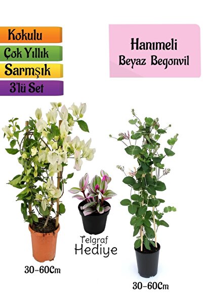 Nura Botanik Beyaz Begonvil+Kokulu Hanımeli Çiçeği+Telgraf Çiçeği Hediyeli 3'...