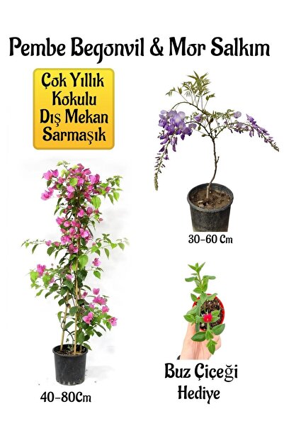Nura Botanik Pembe Begonvil Çiçeği+Mor Salkım Ağacı Fidanı Buz Çiçeği Hediyel...