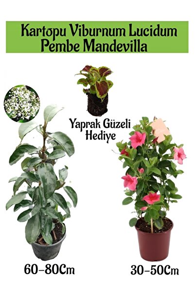 Nura Botanik Kartopu Viburnum 1 ADET+Pembe Mandevilla 1 ADET+Yaprak Güzeli He...