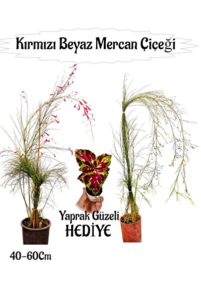 Nura Botanik Kırmızı Mercan-Beyaz Mercan Çiçeği 2 Adet+ Yaprak Güzeli Çiçeği ...