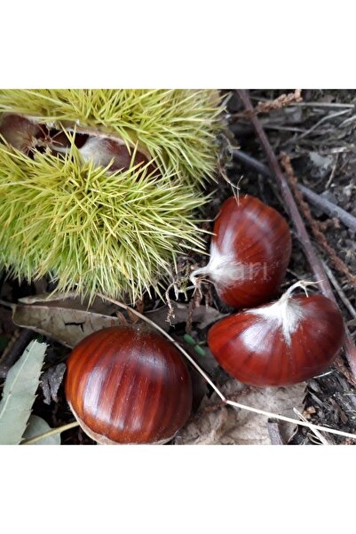 teknotrust Tüplü Kestane Fidanı, Sağlıklı ve Güçlü Ağaçlar İçin Ideal Seçim