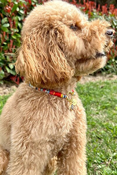 JesPawty Renkli Ip Halat Kedi Köpek Kolyesi Charm Uçlu