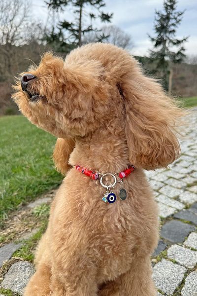 JesPawty Red Rope Rope Cat Dog Necklace with Charm Pendant Silver Color
