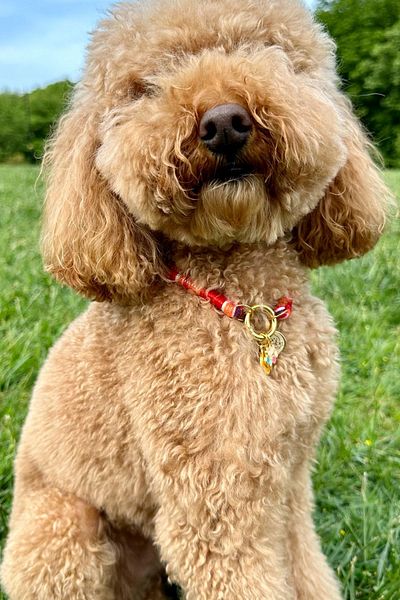 JesPawty JesSpecial Red Rope Rope Cat Dog Necklace with Charm End