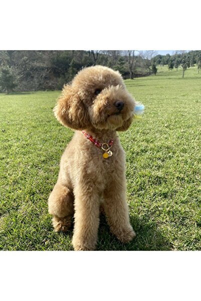 JesPawty Kırmızı Ip Halat Kedi Köpek Kolyesi Charm Uçlu