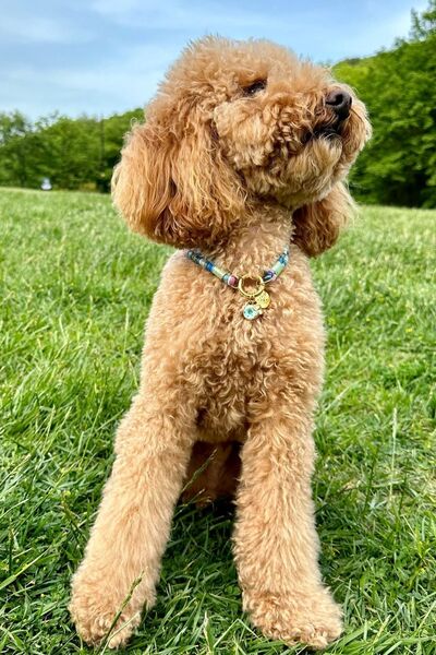 JesPawty JesSpecial Mavi İp Halat Kedi Köpek Kolyesi Charm Uçlu