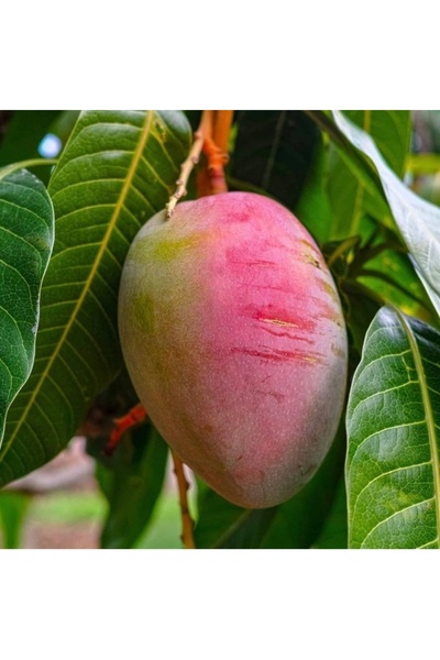 KILINÇ TROPİKAL 1 Adet Mango meyvesi