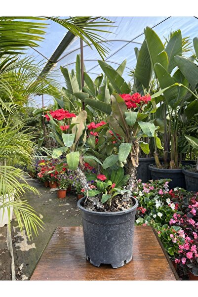 Nura Botanik Videolu Dikenler Tacı (25 40 Cm) Saksılı Kaktüs Euphorbia