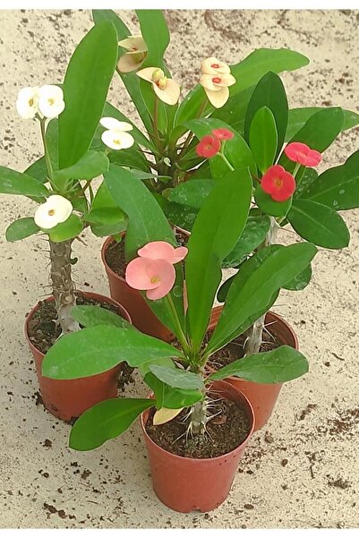 Nura Botanik Videolu Milli Dikenler Tacı (15-25 CM) Saksılı 4 Adet Farklı Ren...