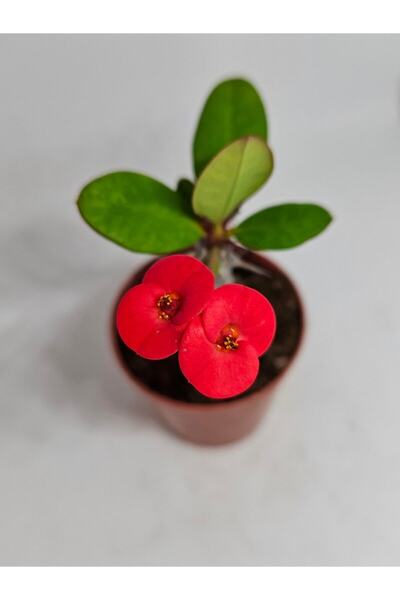 Nura Botanik Videolu Milli Dikenler Tacı İri Kırmızı Çiçek Açan ( 5-7 Cm) Sak...