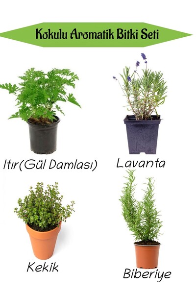 Nura Botanik Aromatik KOKULU Mutfak Seti Itır Çiçeği+Lavanta+Kekik+Biberiye F...