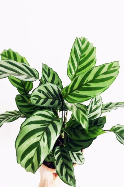 Byaysima Calathea Concinna Freddie - Dua Çiçeği - Ev Ofis Salon Iç Mekan Bitkisi