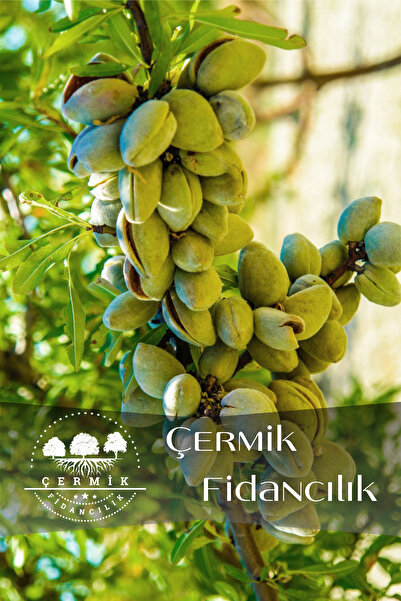 ÇERMİK FİDANCILIK TÜPLÜ Ferragnes - Ferraduel Badem Fidanı