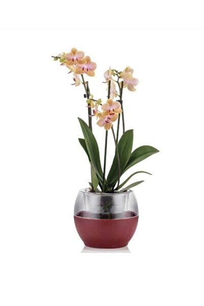 Poliwork 1 Adet Saksı Buule Orkide Saksısı Drenajlı 2 Lt Bordo Renk 17 Cm Genişlik Yükseklik 15 Cm