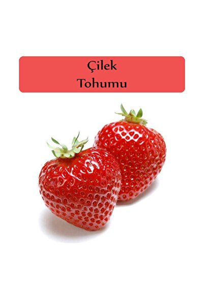 Zencefil Organik Çilek Tohumu 1 Paket Kapalı Paket Yüksek Verimli Tohum